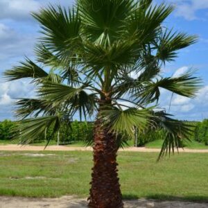 washingtonia palm 10-12 ft. overall height