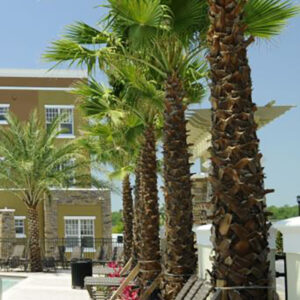 Bottle palm + washingtonia palm