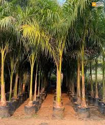 bottle palm 12-15 ft height