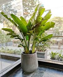 Travelers Palm 4ft. - 12 ft. height